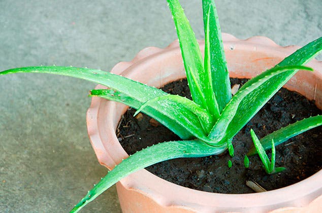 cultivar-sabila-aloe-vera-una-hoja.jpg