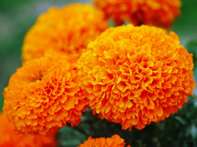 florescempasuchil.jpg