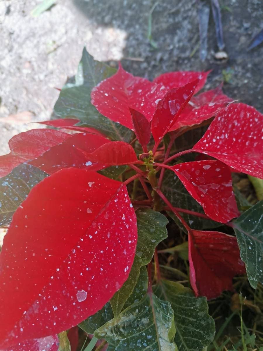manchas blancas en nochebuena
