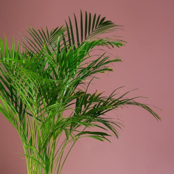 palmera_areca_cuidados_2400_600_square.jpg