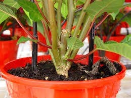 poinsettia great branching Nochebuena