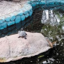 Tortuga-parque-111018.jpg