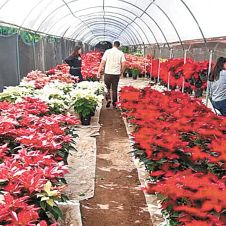 Listos productores de Nochebuena en Morelos para un aumento en ventas