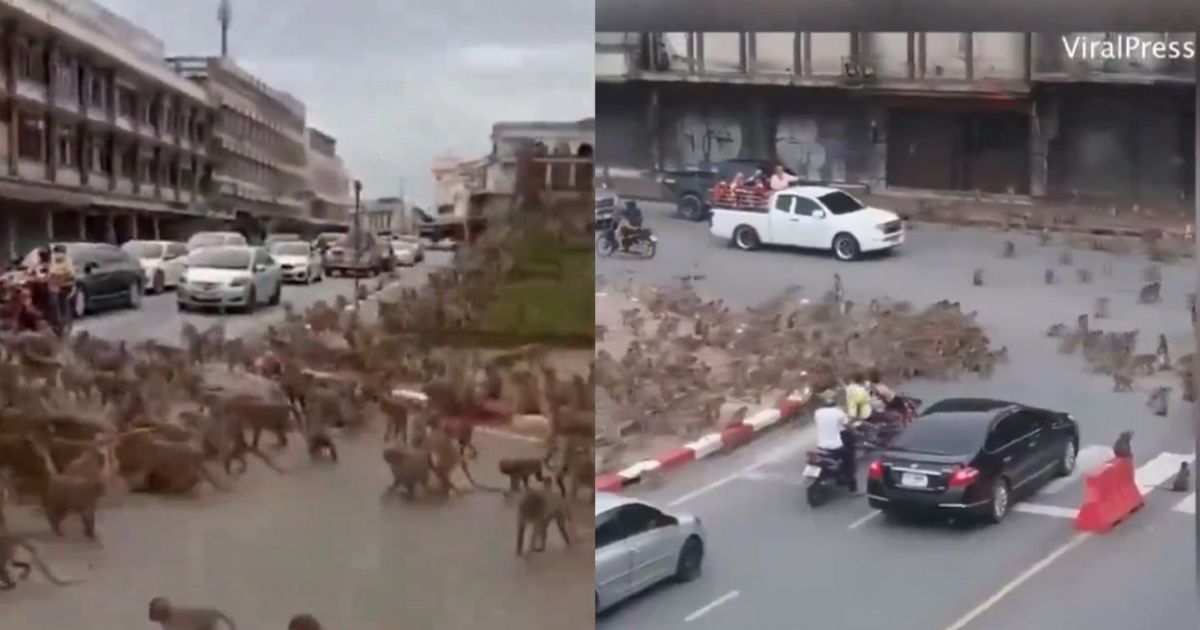 Como de película, se arma la “guerra de monos” [VIDEO]
