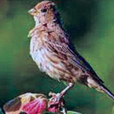 conteo-aves.jpg
