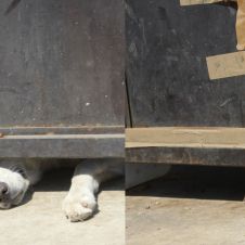 mascotas.jpg