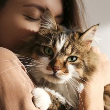 En este lugar te pagan más de 160 mil pesos por abrazar gatitos