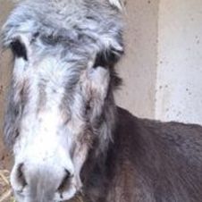 VIDEO: Burrita Camila, es el primer rescate de Cuacolandia tras la muerte de Elena Larrea 