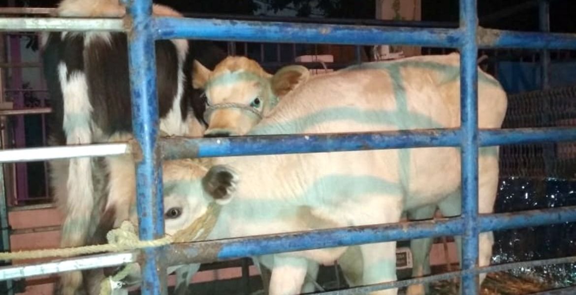 Detienen a 4 sujetos en Cuautla por robo de ganado