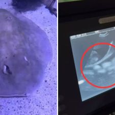 VIDEO: ¿Un tiburón embarazó a una mantarraya? ¿Tendrá crías?