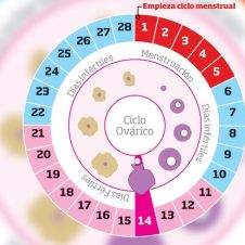 ciclo-mestrual-300119.jpg