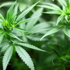 cannabis.jpg