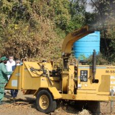 arboles de navidad.jpg