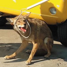 Coyote-atrapado-morelos-150219.jpg