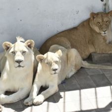 Quieren trasladar a Morelos a leones asegurados en CDMX.jpg