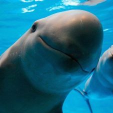 Vaquita marina podría extinguirse en junio, alertan; hay entre 6 y 22 ejemplares.jpg