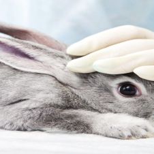 Estudiantes de la UNAM dejan de usar conejos en prácticas de cirugía.jpg