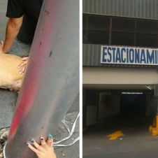 Brutal acción contra perros, los lanzan desde el techo de un estacionamiento.jpg