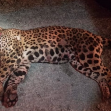 Muere jaguar atropellado, escapaba de cazadores furtivos.png