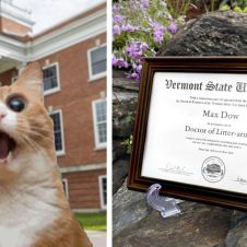 Otorga universidad reconocimiento a un gato como doctor en “litter-ature”