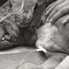 Tras otro acto de barbarie humana fallece Mike, perrito al que le sacaron los ojos.jpg