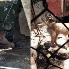 perritos.jpg