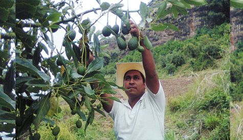 AGUACATE-Morelos-productores-250319.jpg