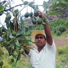 AGUACATE-Morelos-productores-250319.jpg