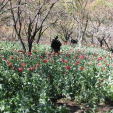 Niños junto a sus padres impiden el paso a militares que se dirigían a sembradíos de amapola.jpg