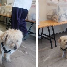 perrita funcionaria.jpg