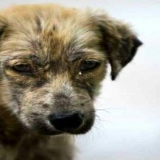 Carnicero apuñala y mata a perro callejero que le había pedido comida.jpg