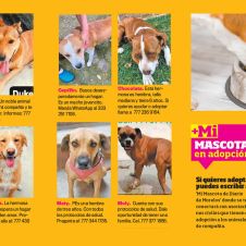 mi-mascota-26.jpg