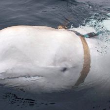 foto-video-hallan-ballena-beluga-arnes-militar-ruso-noruega.jpg