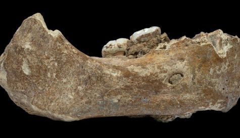 hallan-en-tibet-fosil-de-antepasados-humanos (1).jpg