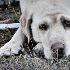Muere ahogado en lago de Izcalli mientras sus perros lo esperaban en la orilla.jpg