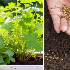 ¿Cilantro caro? Así puedes cultivarlo en casa