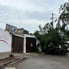 arbol temixco.jpg