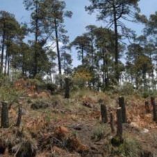 Reserva de mariposas Monarca es talada, para sembrar aguacates.jpg