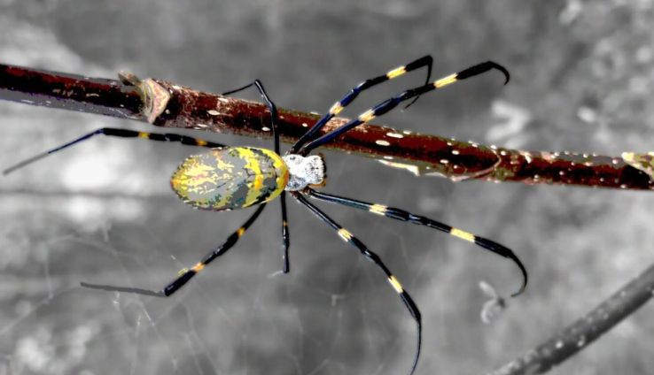 ¿Hay posibilidad de que la araña Joro invada México?