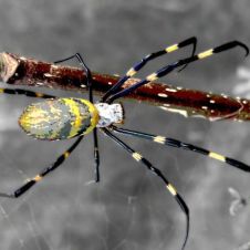 ¿Hay posibilidad de que la araña Joro invada México?