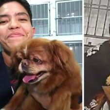 VIDEO: Estilista de perros baila con ellos mientras los baña