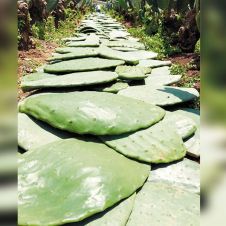 previene-diabetes-nopal-241018.jpg