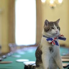 El es Larry, el gato de Downing Street: una tradición de 13 años junto a los Primeros Ministros del Reino Unido