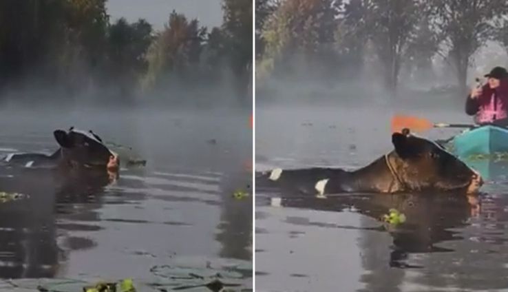 ¿Son Vaquitas marinas? Sorprenden a visitantes unas vacas que nadan en los canales de Xochimilco