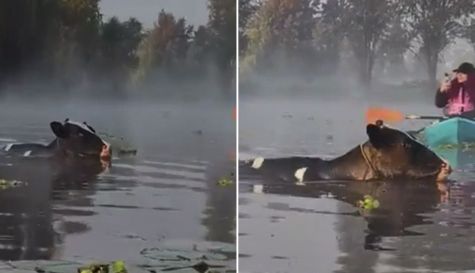¿Son Vaquitas marinas? Sorprenden a visitantes unas vacas que nadan en los canales de Xochimilco