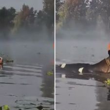 ¿Son Vaquitas marinas? Sorprenden a visitantes unas vacas que nadan en los canales de Xochimilco