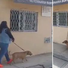 VIDEO: Mujer no recoge el excremento de su perro y grita que la quieren violar; En redes es bautizada como “Lady Popó”