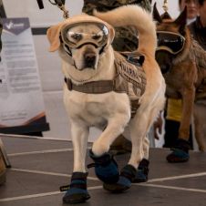 Frida se jubila después de decenas de rescates y robarse nuestro corazón .jpg