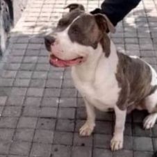 Perro es secuestrado por policía, no lo devolvería al menos que le pagaran.jpg