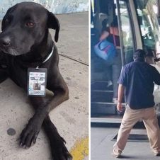 Perrito abandonado se convierte en "supervisor de ruta" en terminal de autobuses de Acapulco 